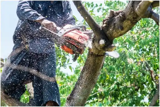 tree services Humboldt